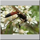 Stenichneumon culpator - Schlupfwespe w030e 16mm-fdet02b-Joel Valemberg.jpg